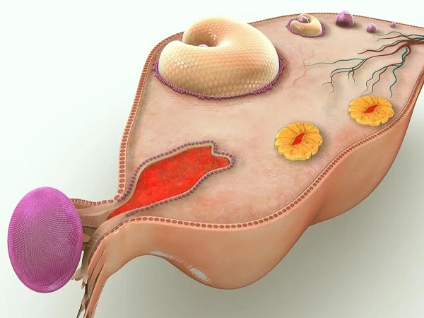 试管人工周期和自然周期有4大区别，哪个移植成功率高一目了然