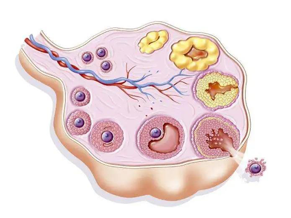 排卵期卵泡不破别担心，不喝中药用这几种方法也能快速破卵