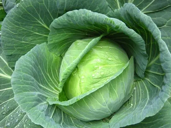 甲减忌食9种食物一览表：再喜欢这些蔬菜也千万不能吃