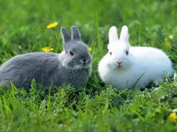 2022年备孕最佳月份表：想生兔宝宝这几个时间别错过