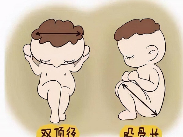 24周男孩女孩双顶径对照表，数据越大怀儿子几率就越大