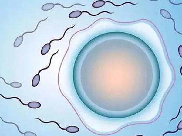 试管婴儿取卵后三天移植的条件一览，身体不满足真做不了