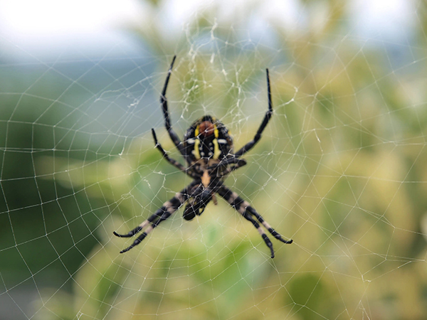 家里出贵子的10大征兆汇总：蜘蛛倒挂、喜鹊登门是吉兆