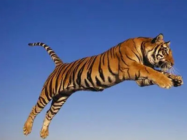 2022年必生儿子的五大属相，生肖马怀上贵子几率大