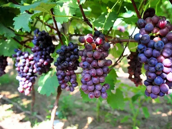 盘点能生女孩的10种强酸性水果，多吃苹果几率高别错过！