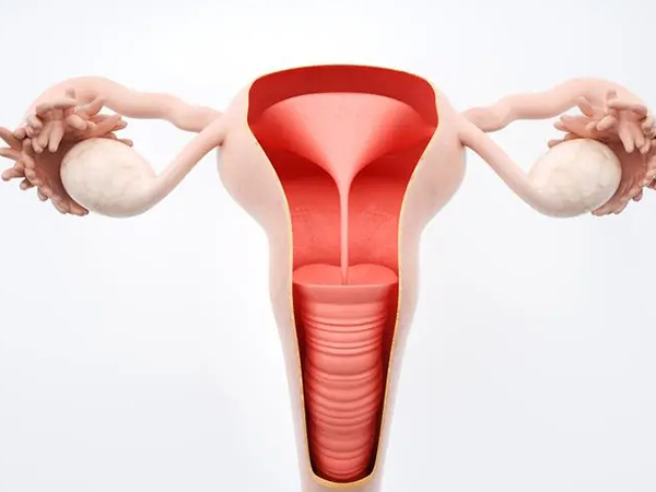 补内膜的十种最佳食物分享，常吃榴莲从4长到6不是梦