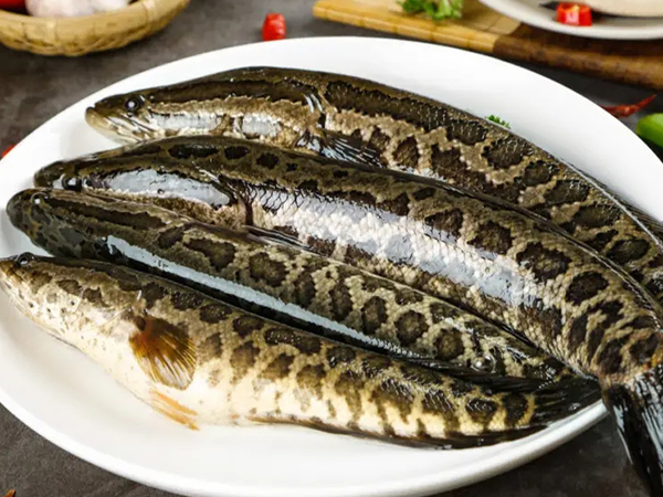 吃黑鱼的七大禁忌千万不能犯，忌与什么同食一定要知道