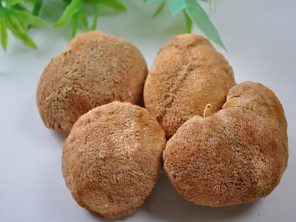 不宜吃猴头菇的六种人汇总，别再被养胃的噱头骗了！