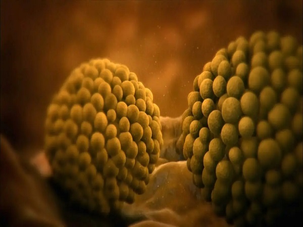 一文详解单卵会裂变成双胎的原因：和家族遗传脱不了干系