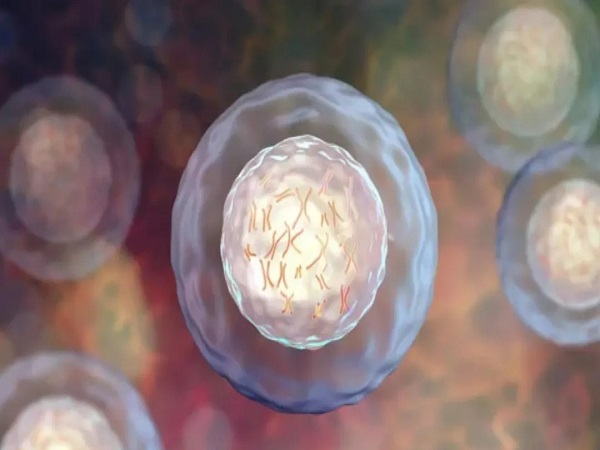 鲜胚移植第二天最关键别松懈：这些事项影响着床要注意