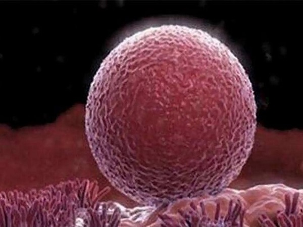 盘点优胚养囊会养死的原因：和精子质量高低脱不了干系