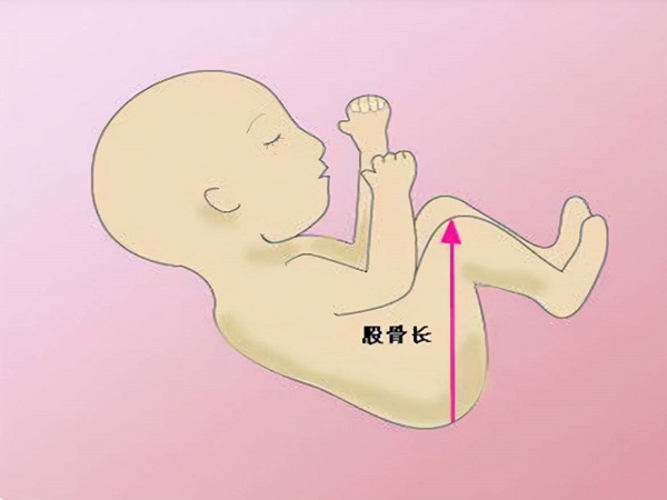 1～40周胎儿股骨长标准数值表，是否正常对照看看就知道