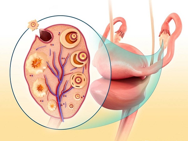 打绒促后知道卵泡破了有方法，出现这些症状就能准确判断