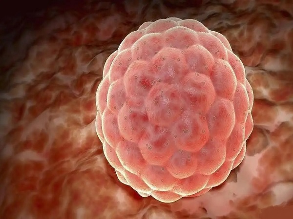 试管鲜胚和囊胚的区别汇总，选哪个好、成功率高一文说清