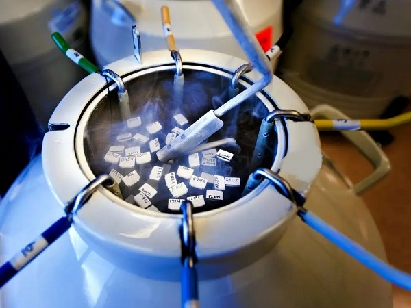 冷冻胚胎六年没交钱的后果分析，医院还有没有保留不一定