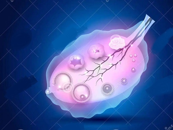 B超查看卵泡数和大小有原因，方便确定有无排卵要知晓