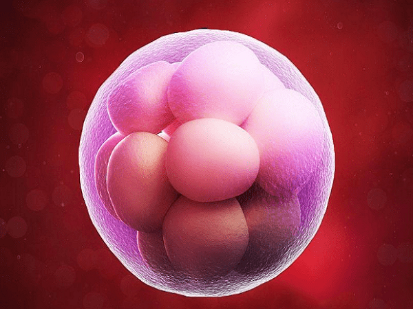 养囊养不成功的原因大汇总，胚胎质量不好只是其中之一