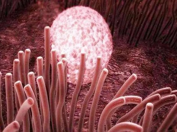 一文详解内膜和胚胎不同步，是否影响成功率看完就知道