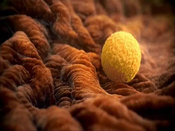 移植后马上排尿对成功率没影响，会把胚胎排出来真不可信