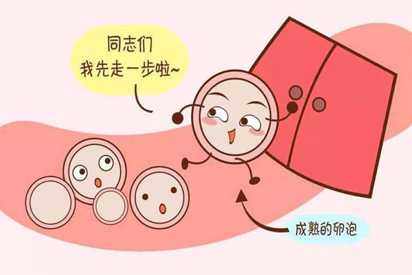 女性卵子发育不成熟可以做试管婴儿吗？建议先调理