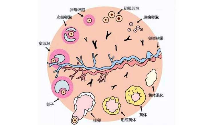 EK国际医院试管婴儿百科-LH篇