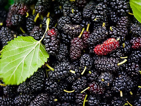 孕妇梦见桑葚熟了挂满树是什么意思？