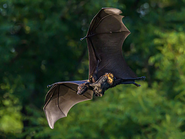 孕妇梦见蝙蝠攻击自己是胎梦吗？
