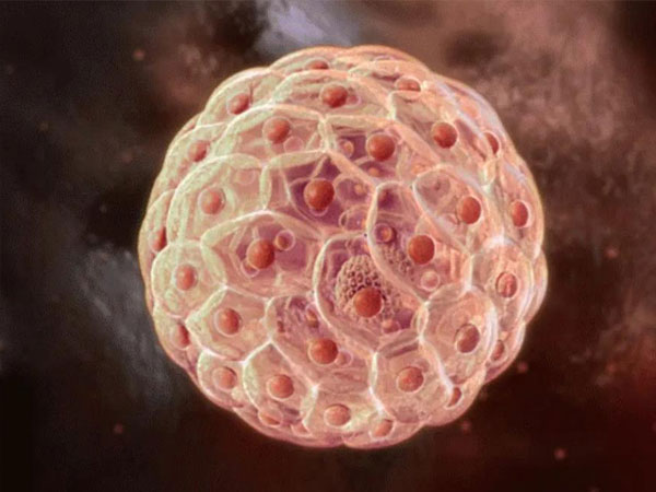 长方案中鲜胚胚胎评分等级6、7、8分别代表什么？