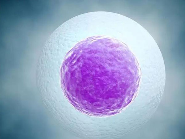 第三代试管移植一枚冻囊胚后生男孩的比例是多少？