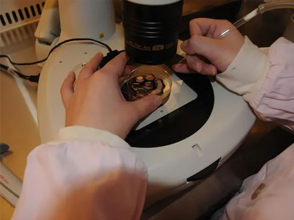 都说促排很容易双胞胎，为什么移植两个都是空囊？