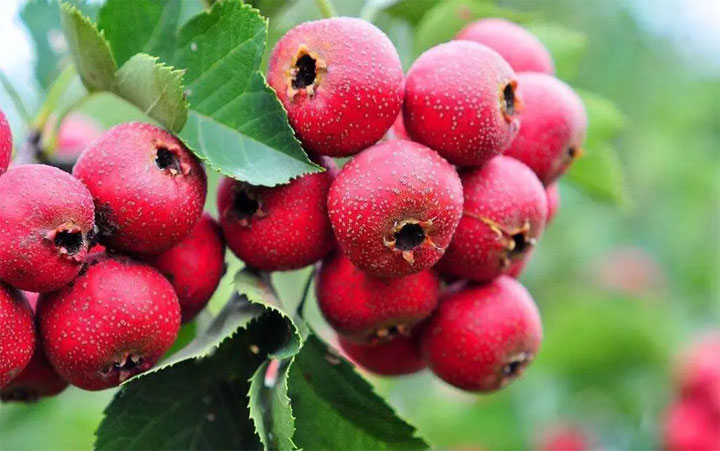 在回奶水果排行榜上的具体是哪些水果？