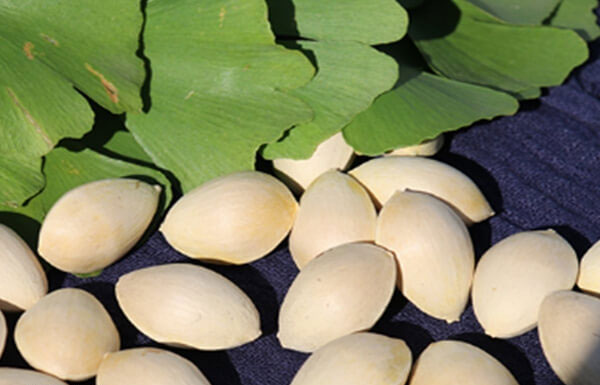 一文了解孕妇能不能食用白果，吃错吃多容易中毒