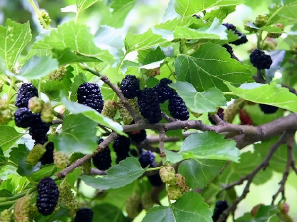 长期喝桑葚水的女人皮肤会变得白嫩吗？