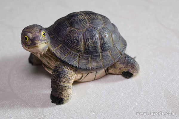 孕妇梦见乌龟生跟自己亲近是预示生男生女？