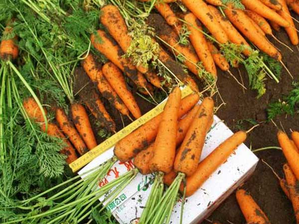 孕妇梦见胡萝卜是生女儿还是生男孩的胎梦？