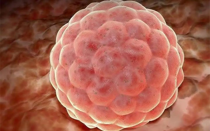 级别4ac的囊胚质量到底好不好？算不算优质胚胎？