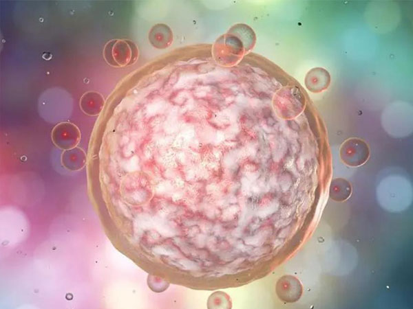 促排期间卵泡长得慢喝乳清蛋白粉可以提高卵泡质量吗？