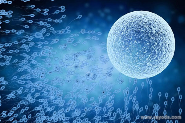 人工授精需要经过哪几个步骤?