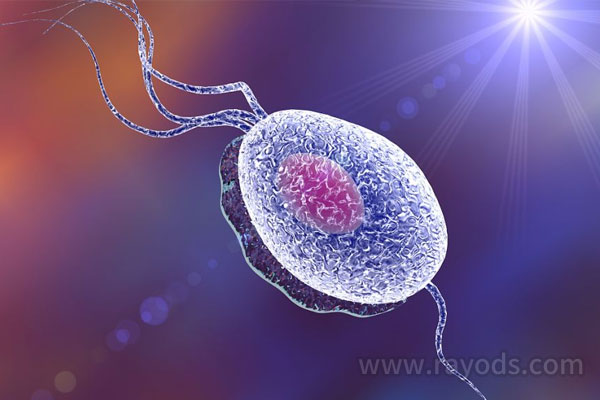 卵子是生育的基本条件，如果卵子质量下降，可能会影响到正常生育。