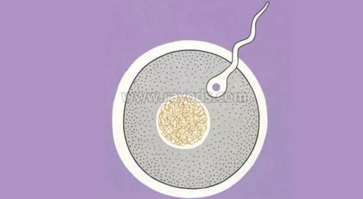 第三代试管婴儿就会适合你吗？这些区别你一定要知道！