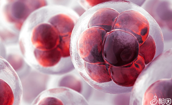 囊胚6aa 4aa如何取舍,3分钟教你做出正确选择