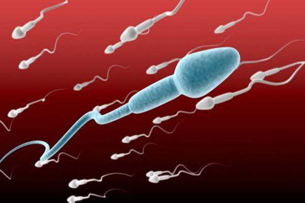 男人吃什么只排y精子 增加y精子最快的食物
