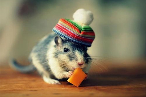 2020年男孩几月出生最好 今年还没怀上的可要抓紧喽