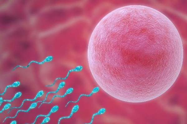 提高卵子质量的5种方法 补卵子最有效的8种食物