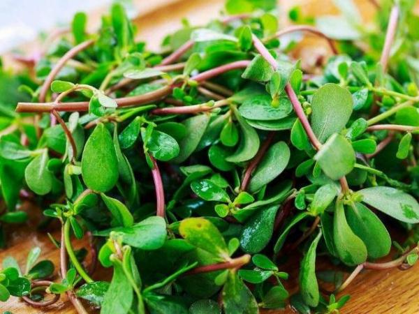 孕妇可不可以吃马齿苋菜（孕期不能吃四种蔬菜有那些）