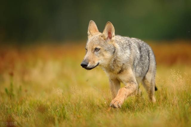 怀孕三个月的胎儿图