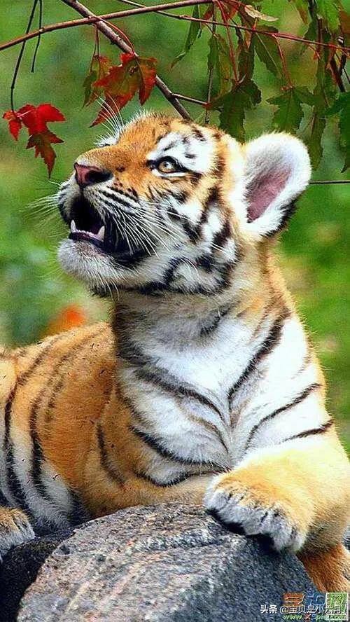 怀孕7个月胎儿在干什么