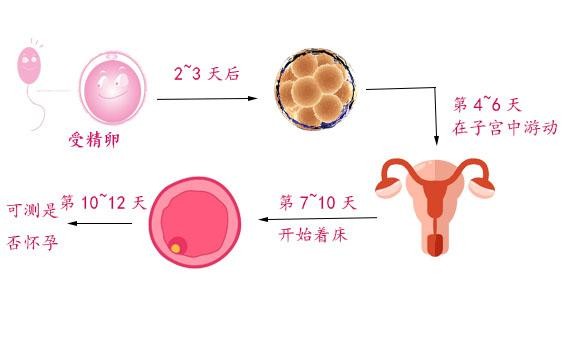 几天能测出怀孕