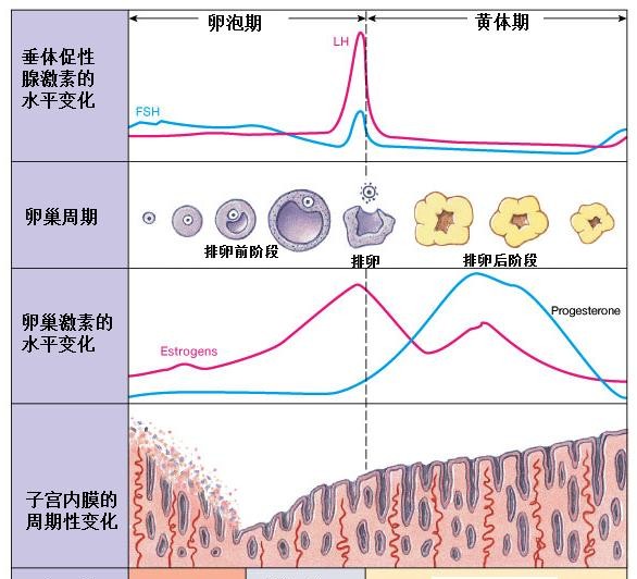 月经过后第七天同房会怀孕吗