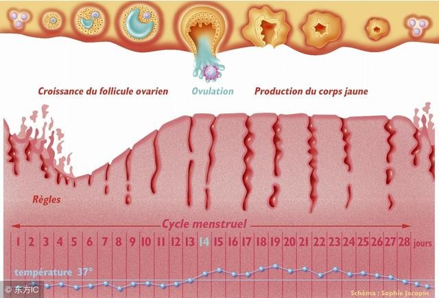 女性月经刚完会怀孕吗